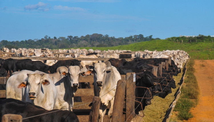 Rally da Pecuaria - Confinamento de gado nelore e f1