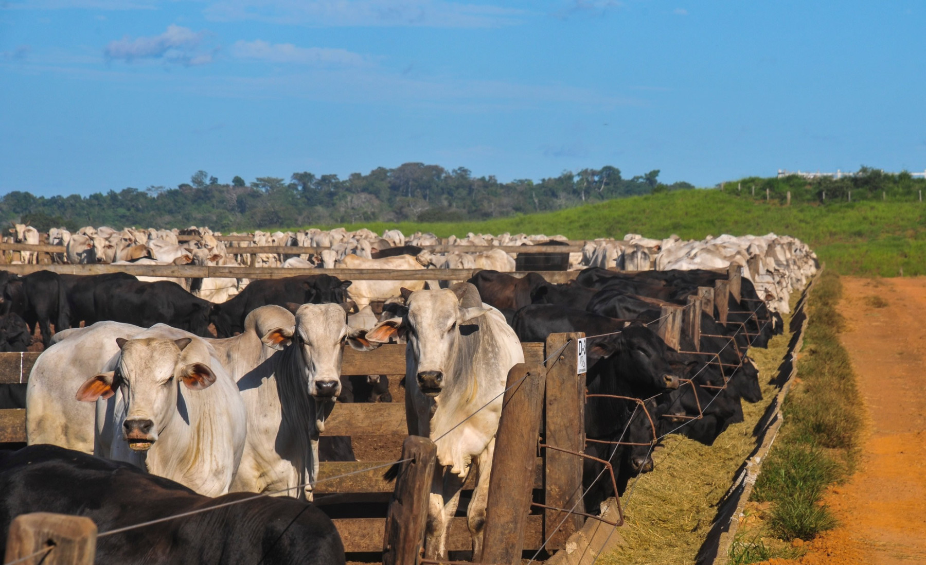 Rally da Pecuaria - Confinamento de gado nelore e f1