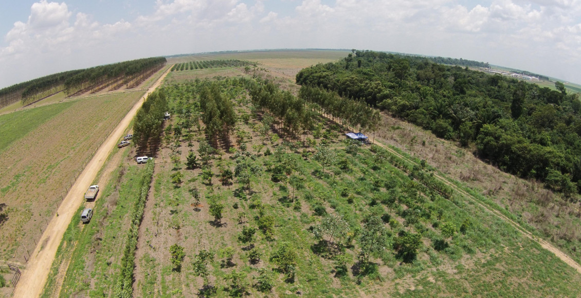 Recomposicao de reserva legal em area de transicao Cerrado e Amazonia