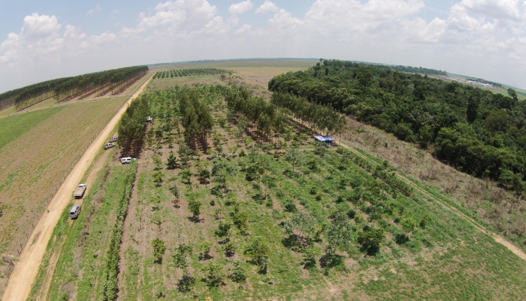 Recomposicao de reserva legal em area de transicao Cerrado e Amazonia