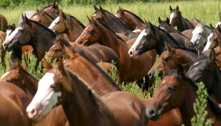 Tropa de cavalos crioulos fotao