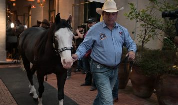 Faltando poucas horas para o maior leilão, Monte Sião Haras apresenta as melhores matrizes genéticas no único hotel seis estrelas