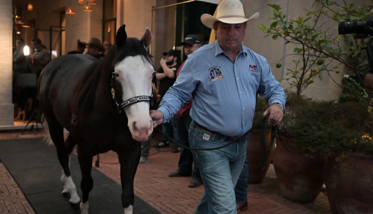 Faltando poucas horas para o maior leilão, Monte Sião Haras apresenta as melhores matrizes genéticas no único hotel seis estrelas