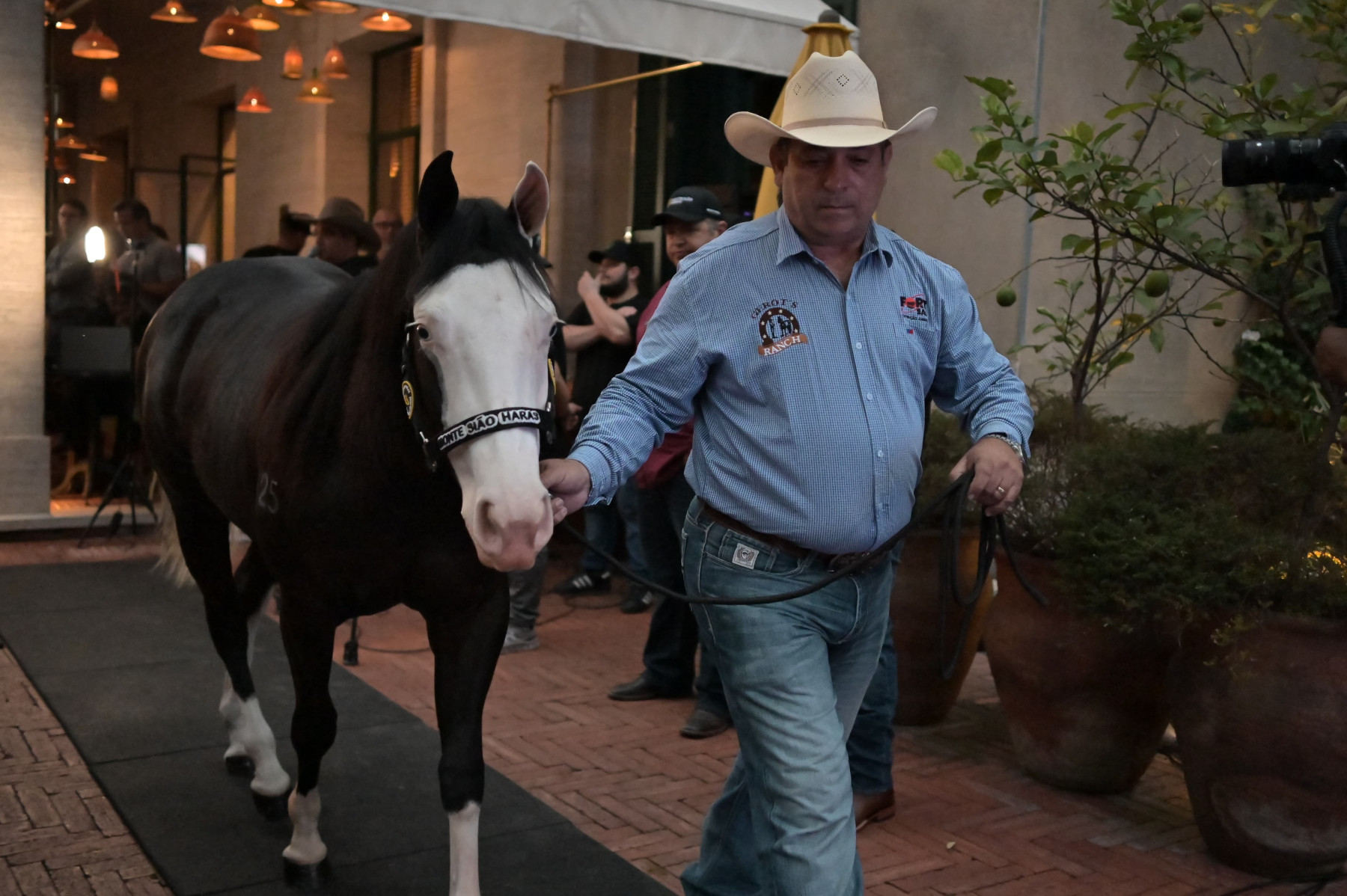 Faltando poucas horas para o maior leilão, Monte Sião Haras apresenta as melhores matrizes genéticas no único hotel seis estrelas