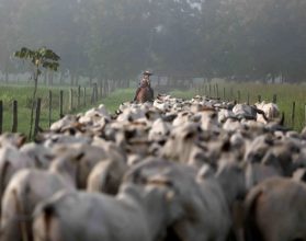 SP inicia atualização obrigatória de rebanhos antecipadamente e bloqueia GTA de inadimplentes