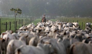 Agrodefesa prorroga até 15 de julho o prazo para declaração obrigatória de rebanho em Goiás