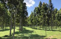 arvores de eucalipto em sistema de integracao com pecuaria