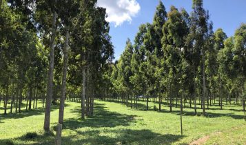 arvores de eucalipto em sistema de integracao com pecuaria