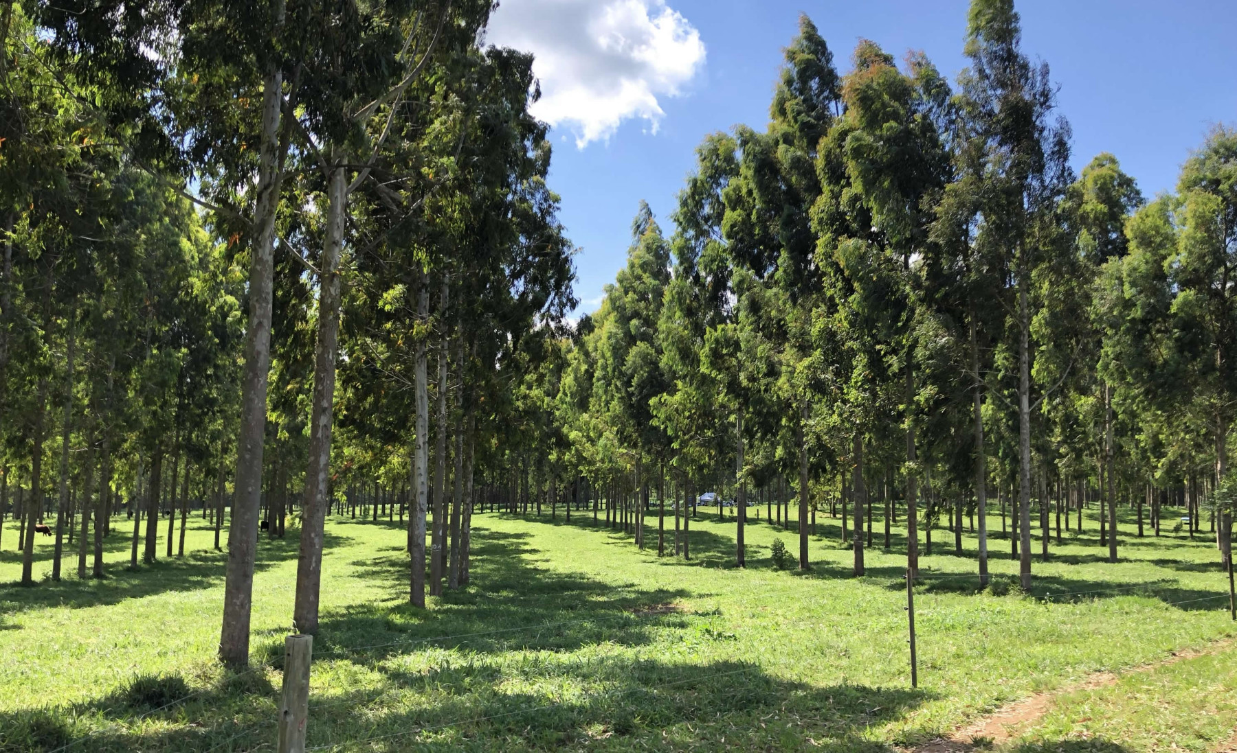 arvores de eucalipto em sistema de integracao com pecuaria