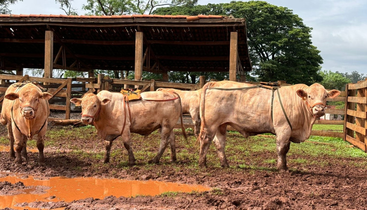 avaliacao de metano - canchim iz de sertaozinho