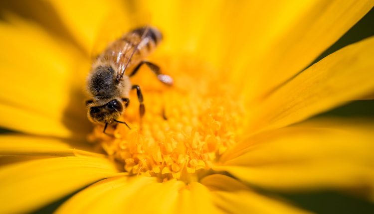 Do agro ao meio ambiente: qual a importância das abelhas para a economia?