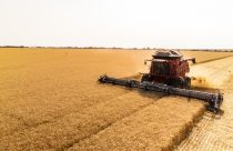 colheitadeira - colheita de trigo na regiao do cerrado