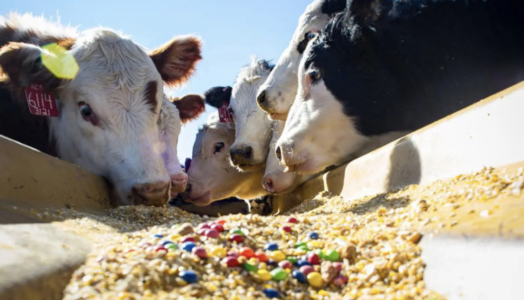 Especialistas destacam vantagens, riscos e cuidados necessários ao optar por subprodutos alimentares na nutrição bovina. Confira o artigo: Como alimentar vacas com condimentos e doces.