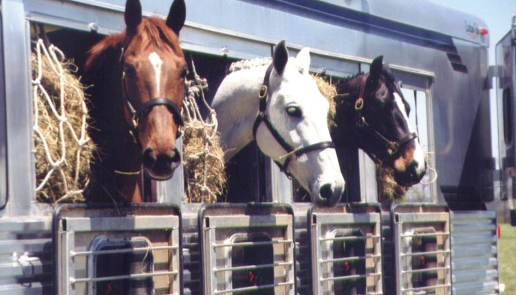 Aprovado o Passaporte Equestre Paulista, sistema para facilitar o transporte de equídeos