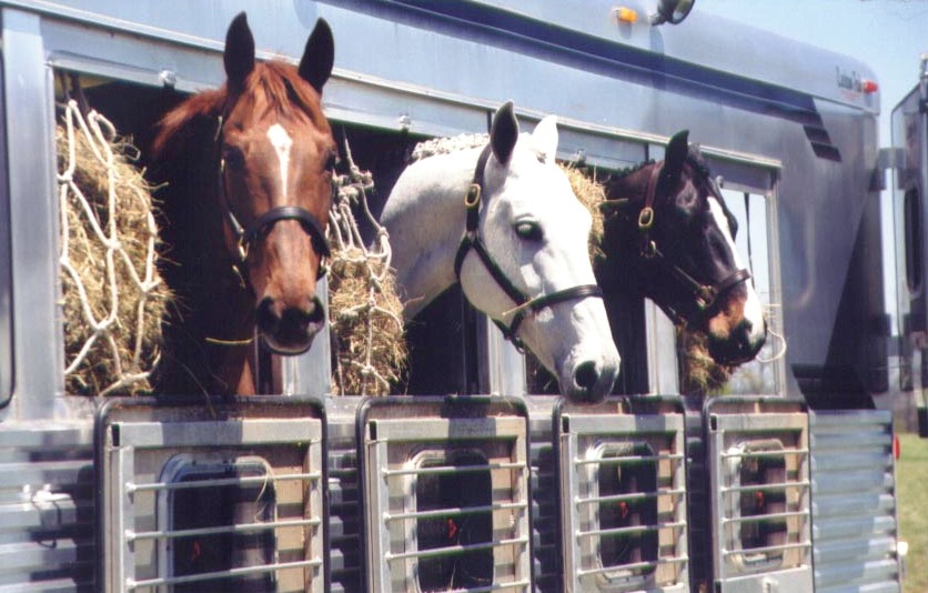 Aprovado o Passaporte Equestre Paulista, sistema para facilitar o transporte de equídeos