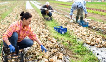 Agropecuária perde 7,3 mil vagas no estado de São Paulo em outubro, aponta Faesp