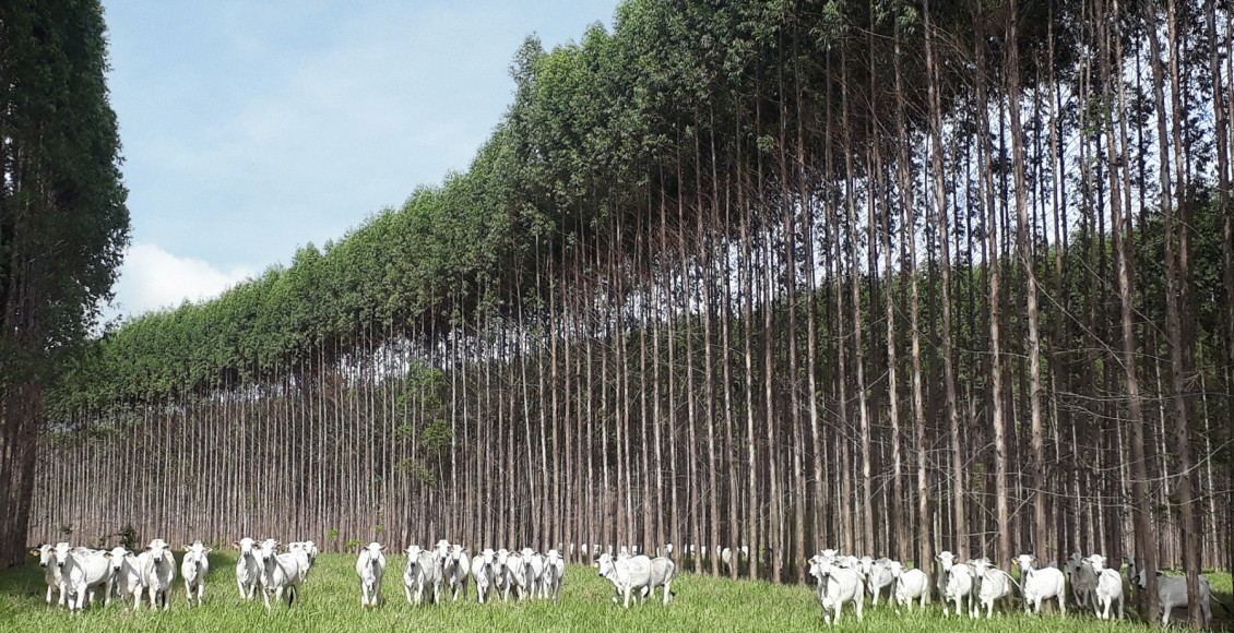 ILPF revoluciona a agropecuária brasileira de forma sustentável