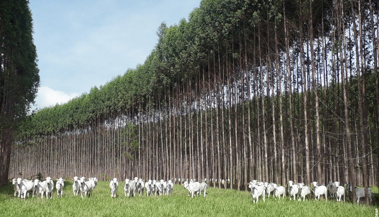 ILPF revoluciona a agropecuária brasileira de forma sustentável