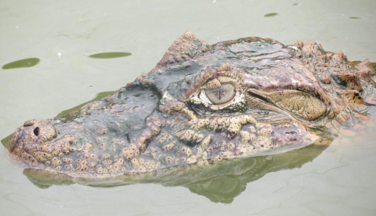 frigorífico de jacaré