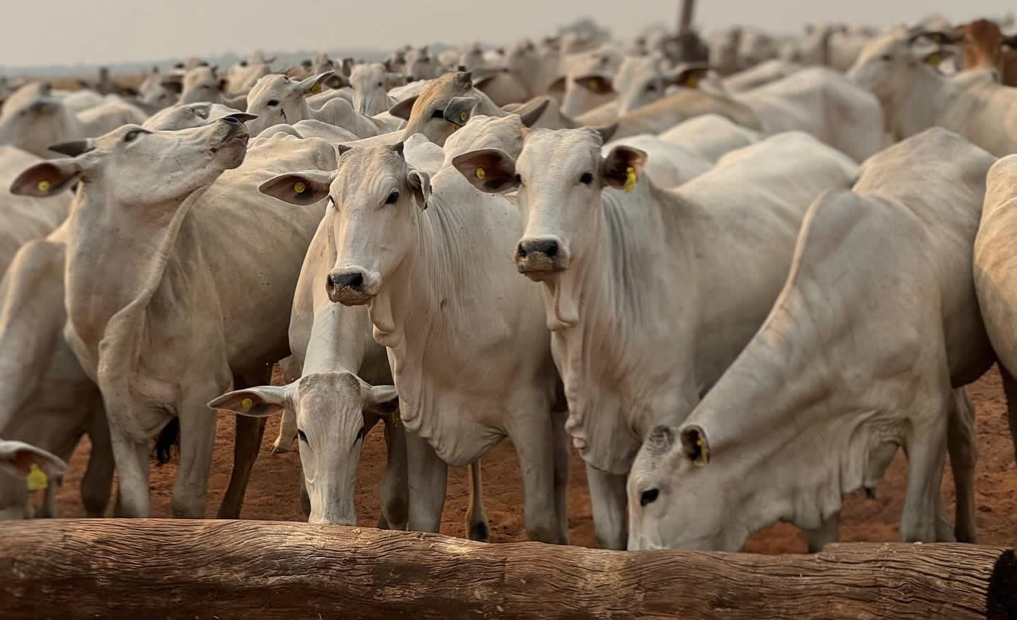 gado magro - recria - proteinado no pasto