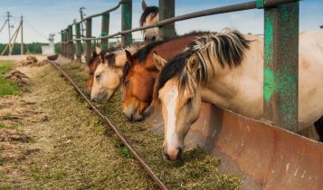 Como as estações do ano influenciam a alimentação dos equinos
