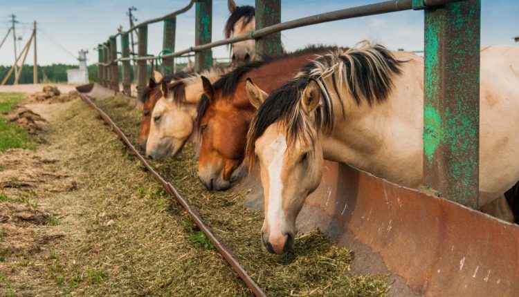 Como as estações do ano influenciam a alimentação dos equinos