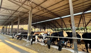 Novo aditivo redutor de metano potencializa produção e qualidade do leite
