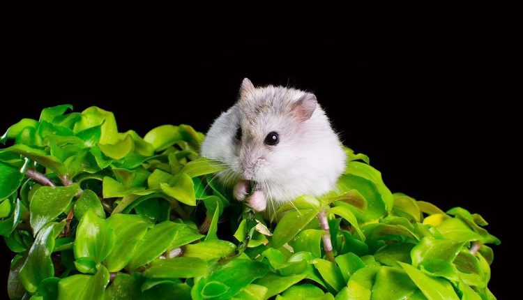 Fotossíntese é realizada em células animais pela 1ª vez; veja como