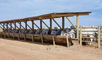 Como escolher o cocho ideal para o manejo de gado