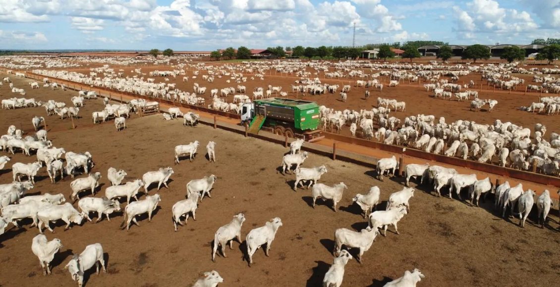 Confinamento de bovinos no Brasil deve atingir 10 milhões de cabeças em 2026