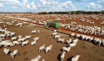 dsm-firmenich apresenta resultados do Censo de Confinamento e avanços no setor pecuário brasileiro