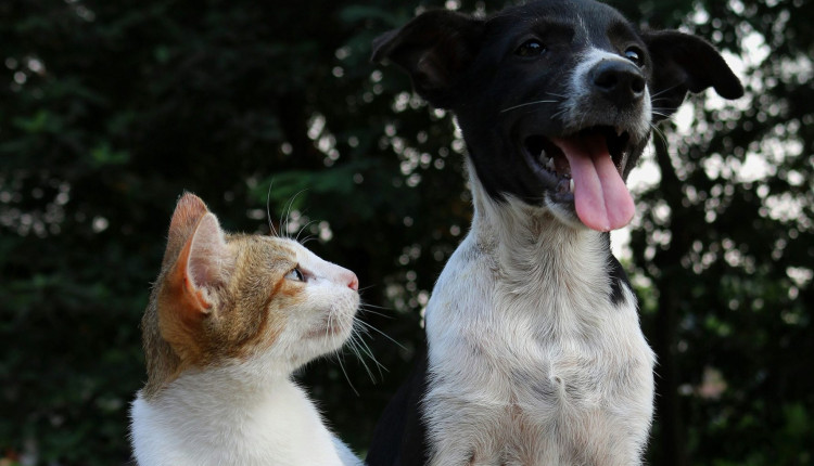 Bactérias à espreita: atente-se à saúde urinária do seu pet