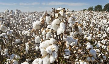 Algodão/Cepea: Brasil deve manter protagonismo no mercado global da pluma em 2026