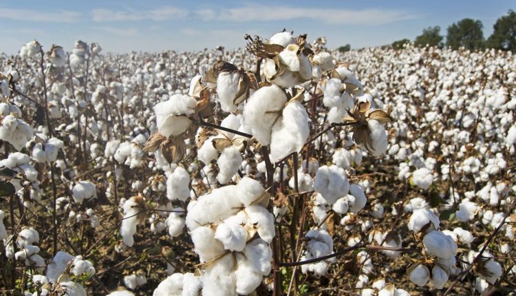 Nova tecnologia sustentável promete revolucionar o cultivo de algodão