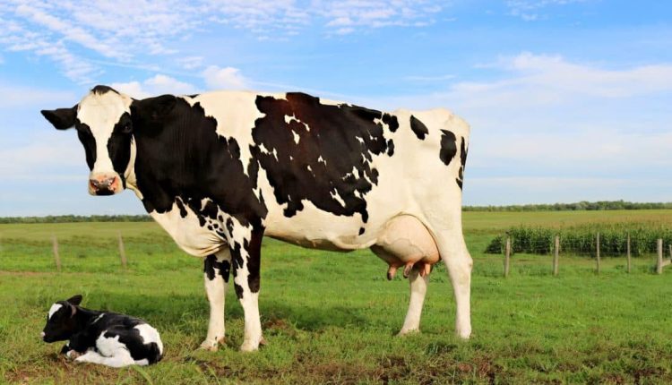 Os sinais da vaca ajudam e melhorar o manejo dos bovinos leiteiros no Brasil