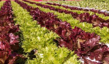 Novas variedades de alface, pimenta, abóbora e orquídeas são produzidas com tecnologia de ponta e transformam o mercado