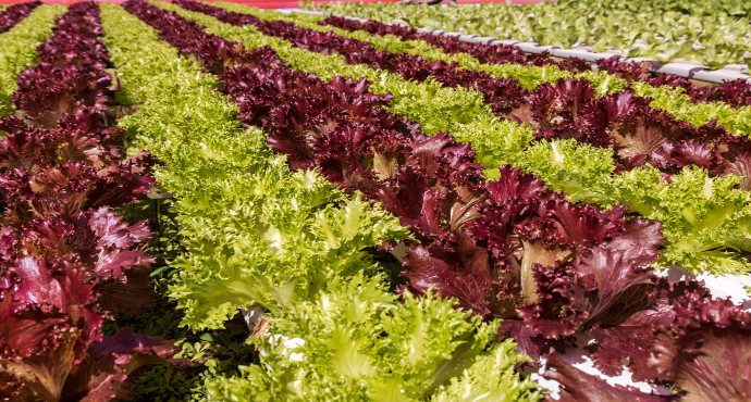 Novas variedades de alface, pimenta, abóbora e orquídeas são produzidas com tecnologia de ponta e transformam o mercado