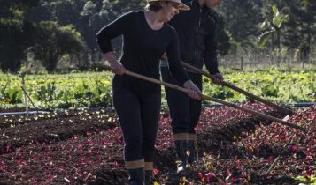 Pesquisa aponta como o Programa Nacional de Alimentação Escolar pode fortalecer a autonomia das mulheres rurais