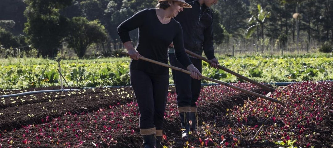 Pesquisa aponta como o Programa Nacional de Alimentação Escolar pode fortalecer a autonomia das mulheres rurais