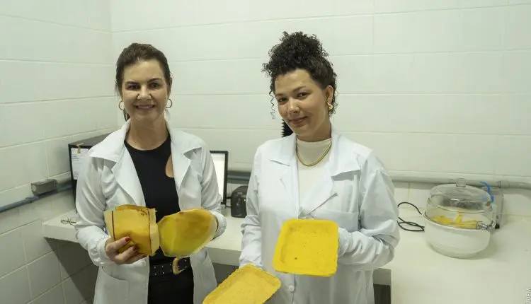 Pesquisadora transforma macaúba em embalagens biodegradáveis inovadoras