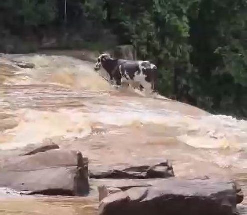 Boi é flagrado caindo de cachoeira em MT; veja o vídeo