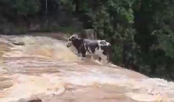 Boi é flagrado caindo de cachoeira em MT; veja o vídeo