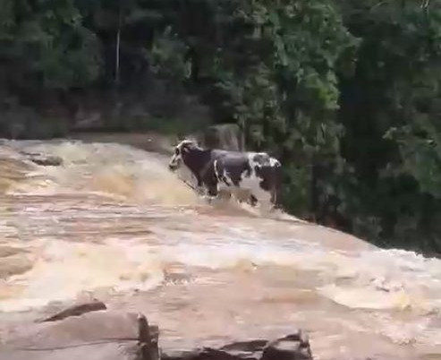 Boi é flagrado caindo de cachoeira em MT; veja o vídeo