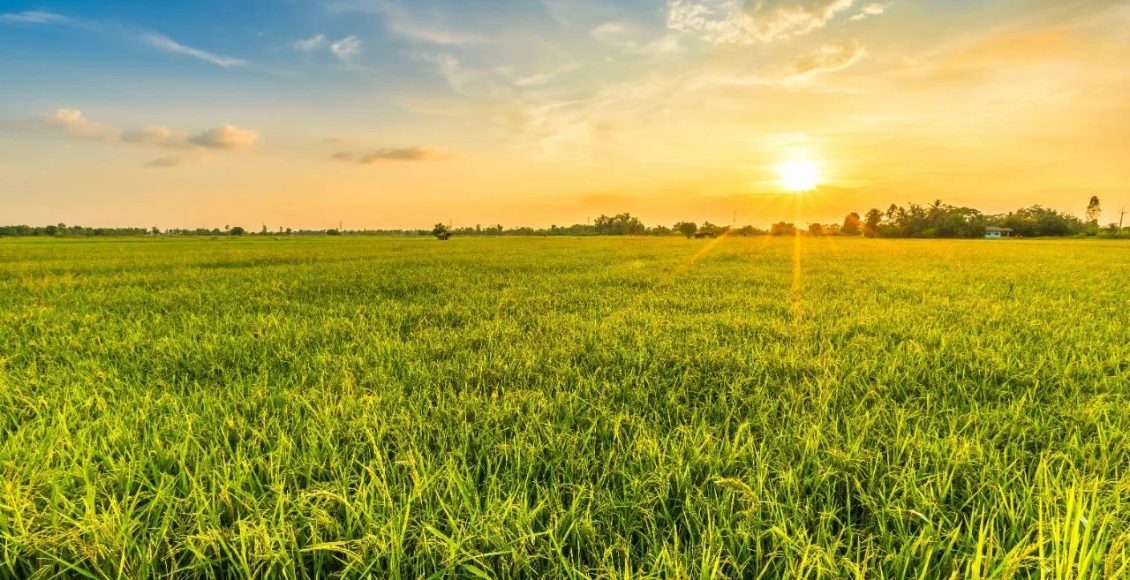 Quais os impactos das pastagens degradadas na agropecuária?