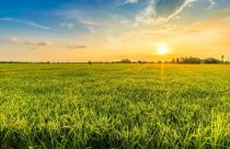 Quais os impactos das pastagens degradadas na agropecuária?