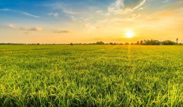 Quais os impactos das pastagens degradadas na agropecuária?