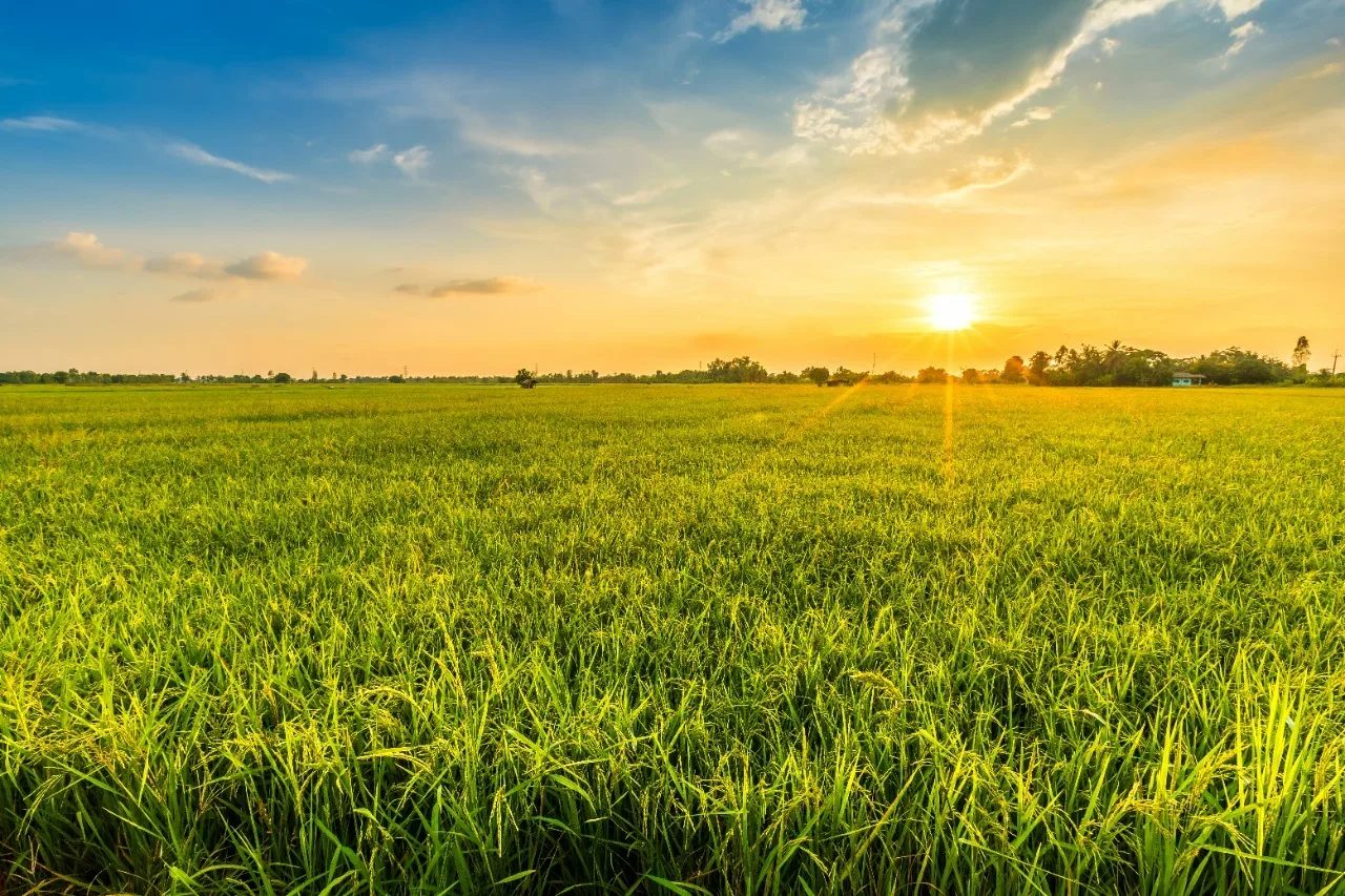 Quais os impactos das pastagens degradadas na agropecuária?