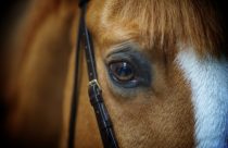 Desvendando a visão do cavalo: Como eles percebem o mundo ao redor?