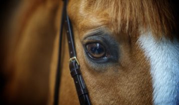 Desvendando a visão do cavalo: Como eles percebem o mundo ao redor?