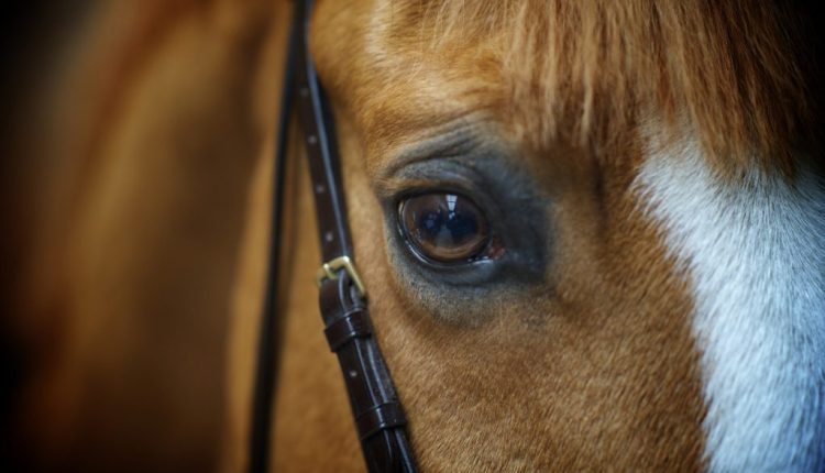 Desvendando a visão do cavalo: Como eles percebem o mundo ao redor?